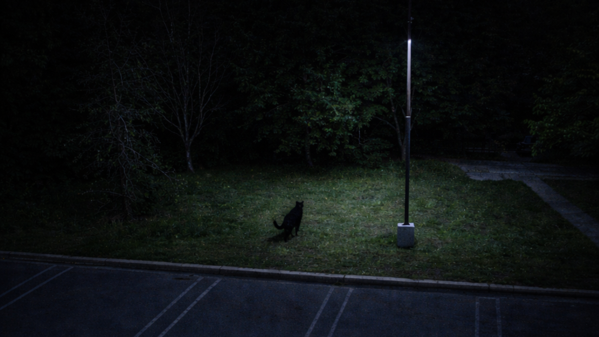 Woken Up by Car Alarms Landscape Preview